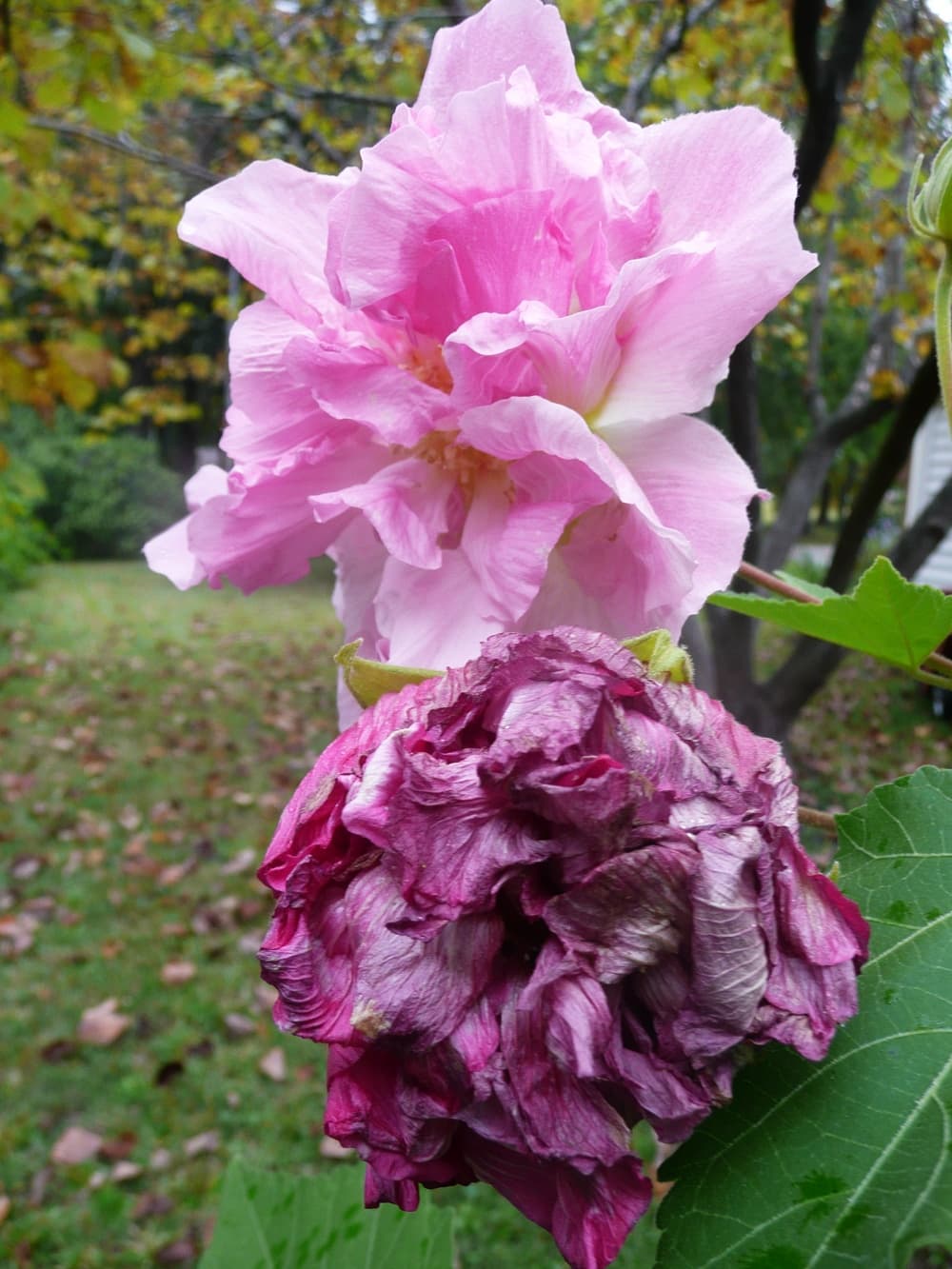 Pink roses