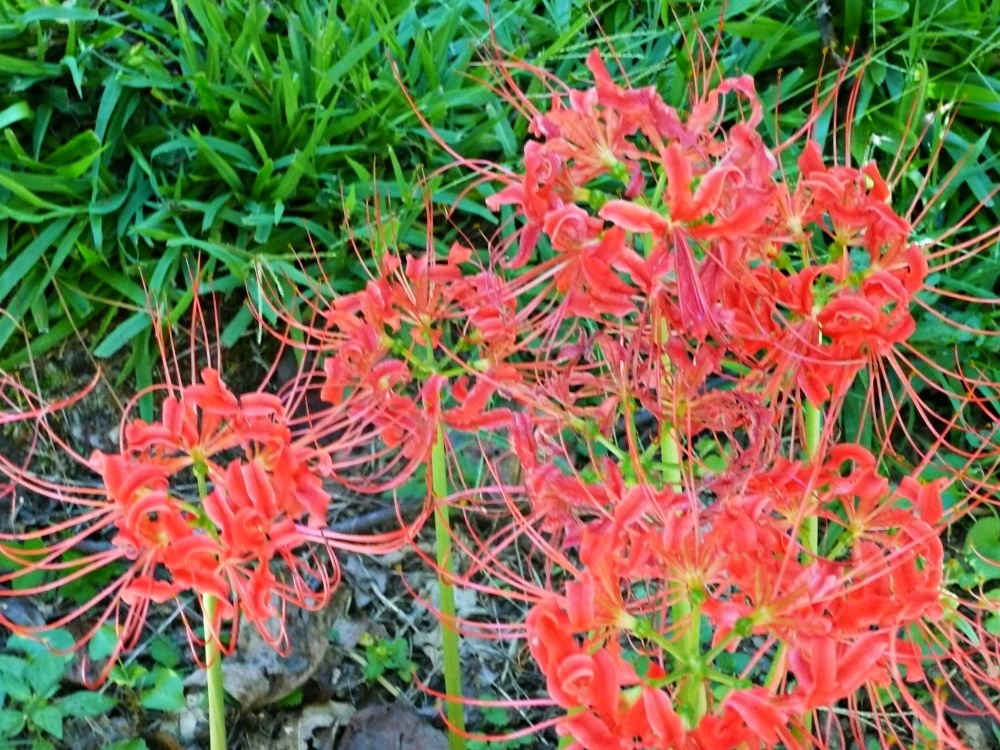 red flowers