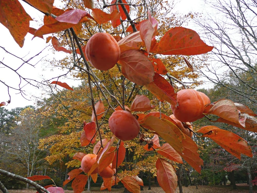 persimmons on tree