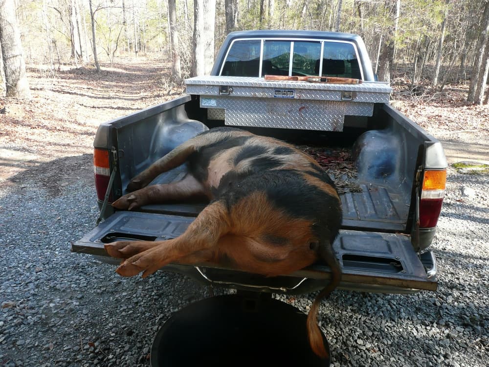 large hog in back of truck