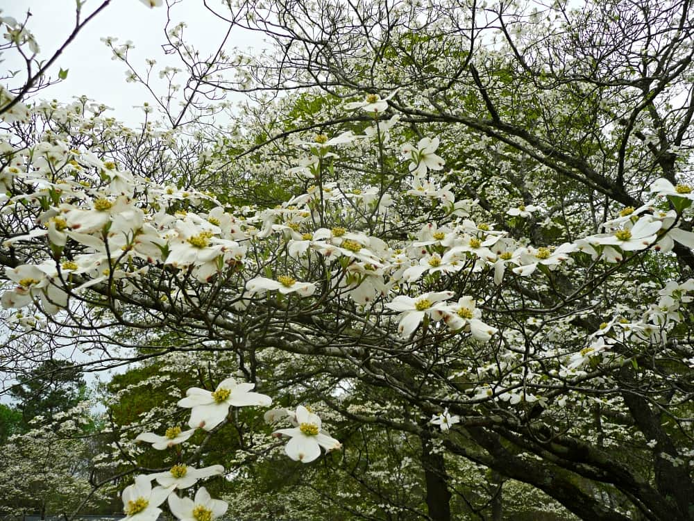 Dogwood tree in bloom