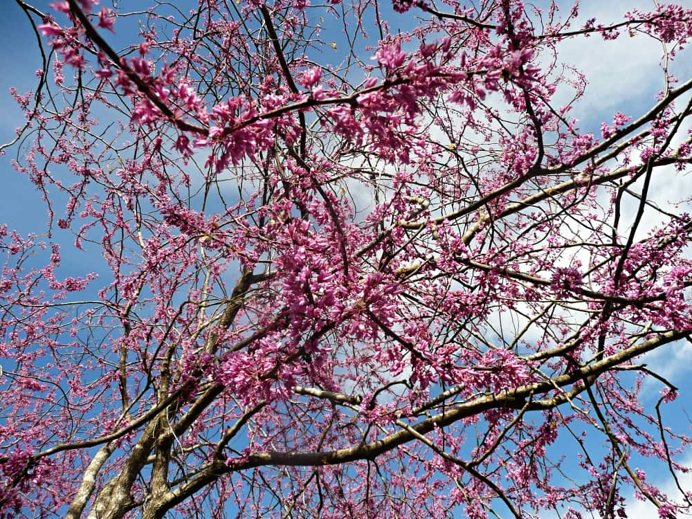 Red bud tree