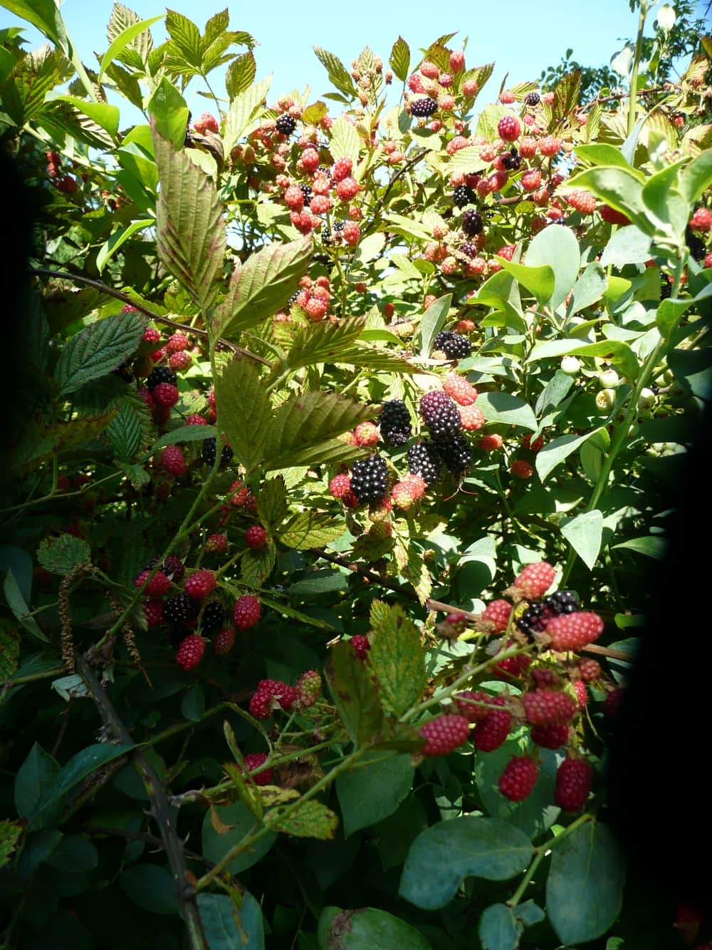 JUNE 2023 Jim Casada Outdoors