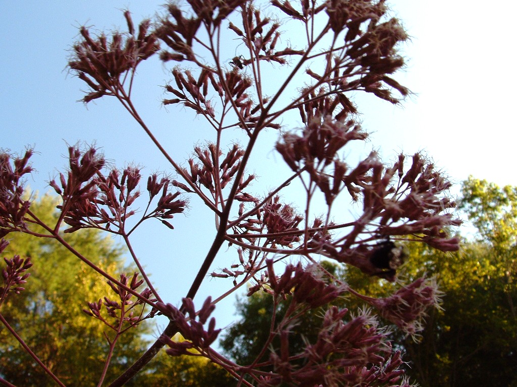 Jo-Pye Weed