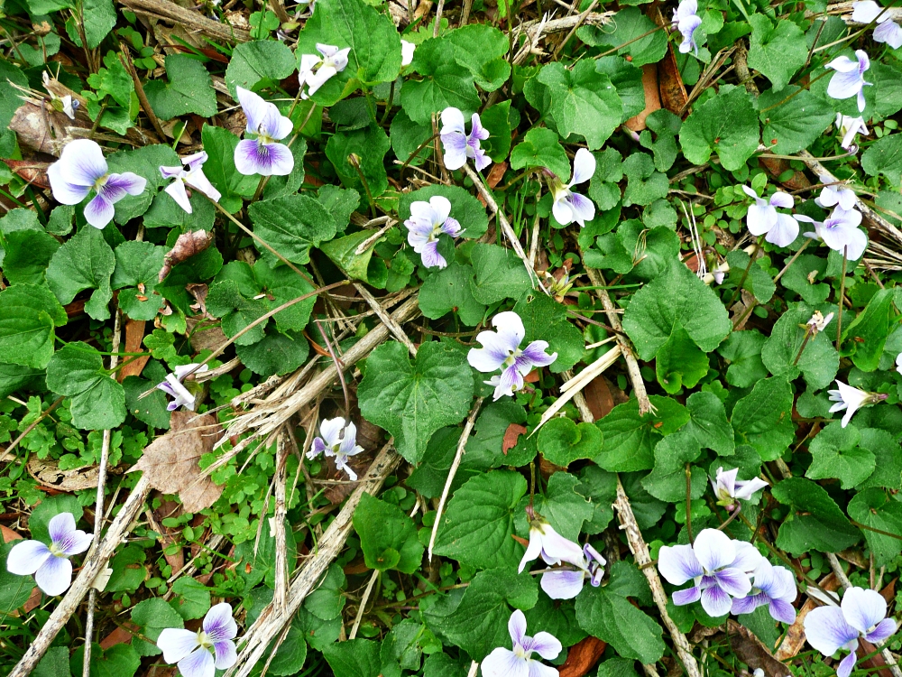 white violets