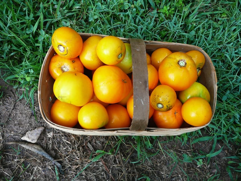 basket of yellow tomatoes 