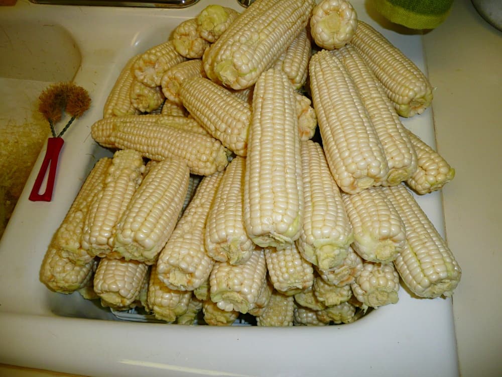 fresh corn 