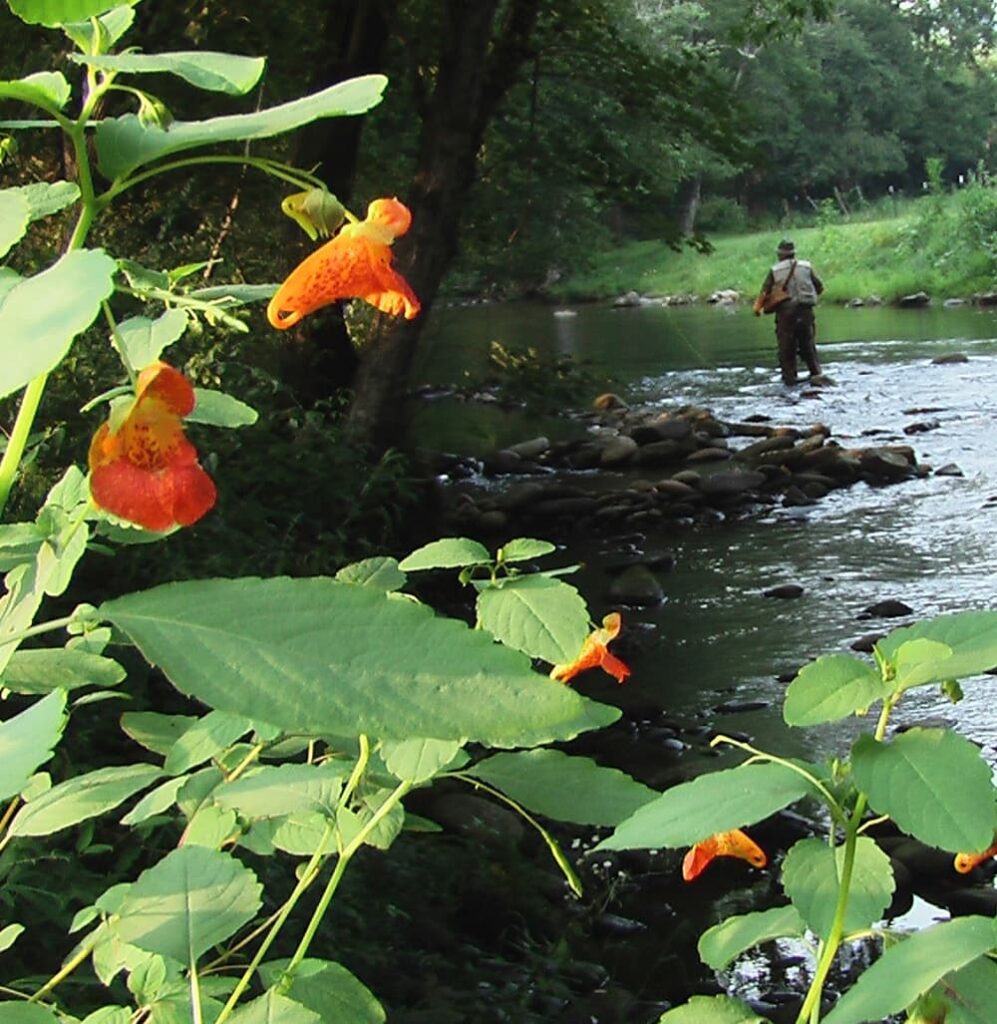 Man fishing in creek