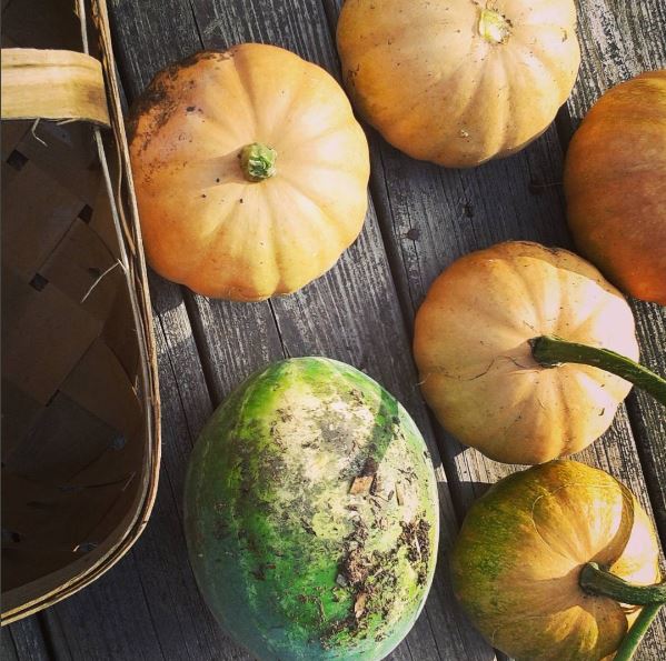 fall harvest