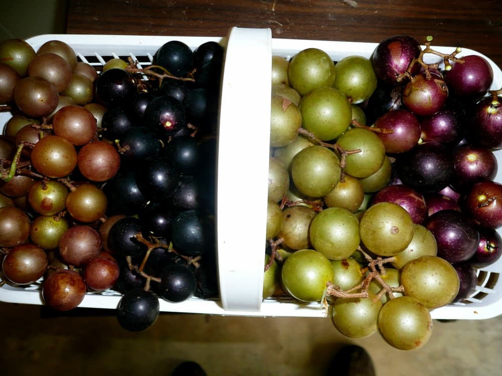 basket of grapes