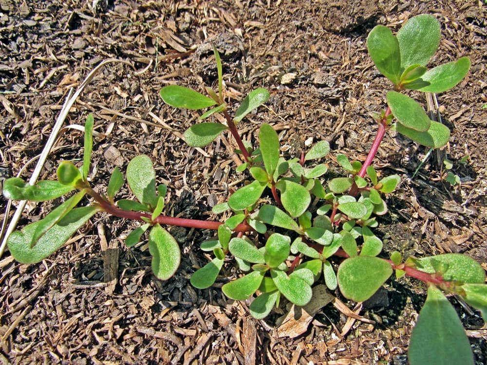 growing purslane