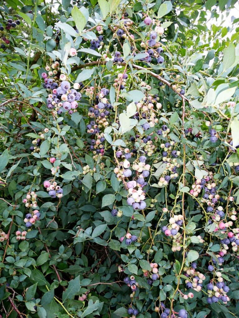 blueberry bush loaded with berries