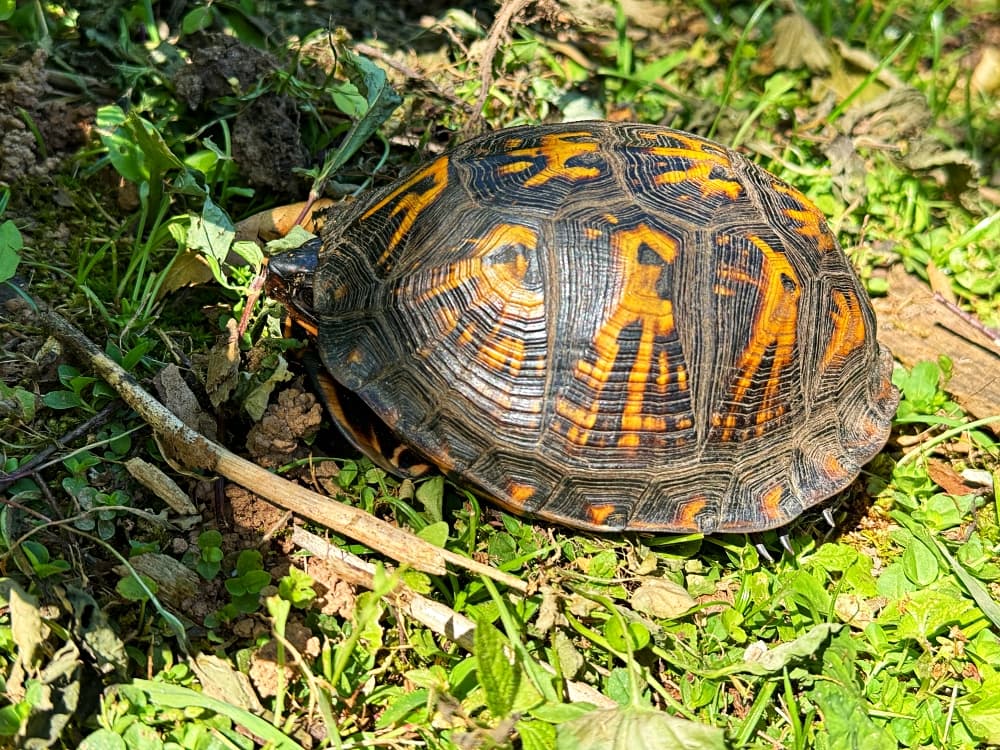 small turtle