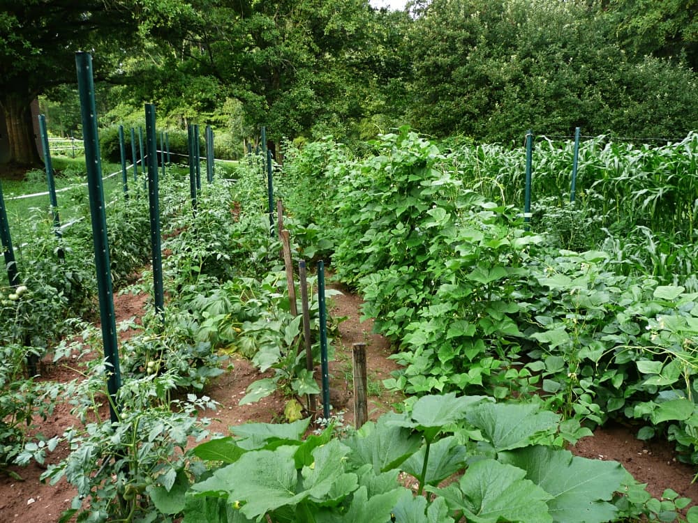 summer garden
