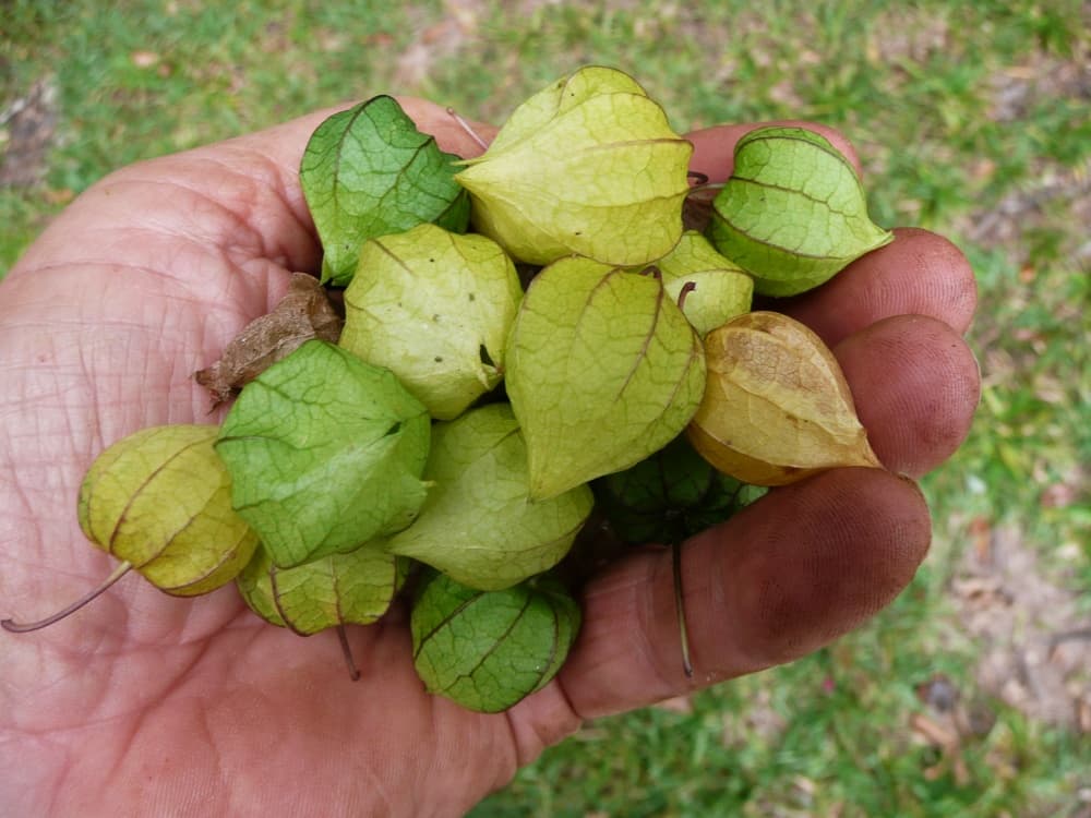 handful of ground cherries